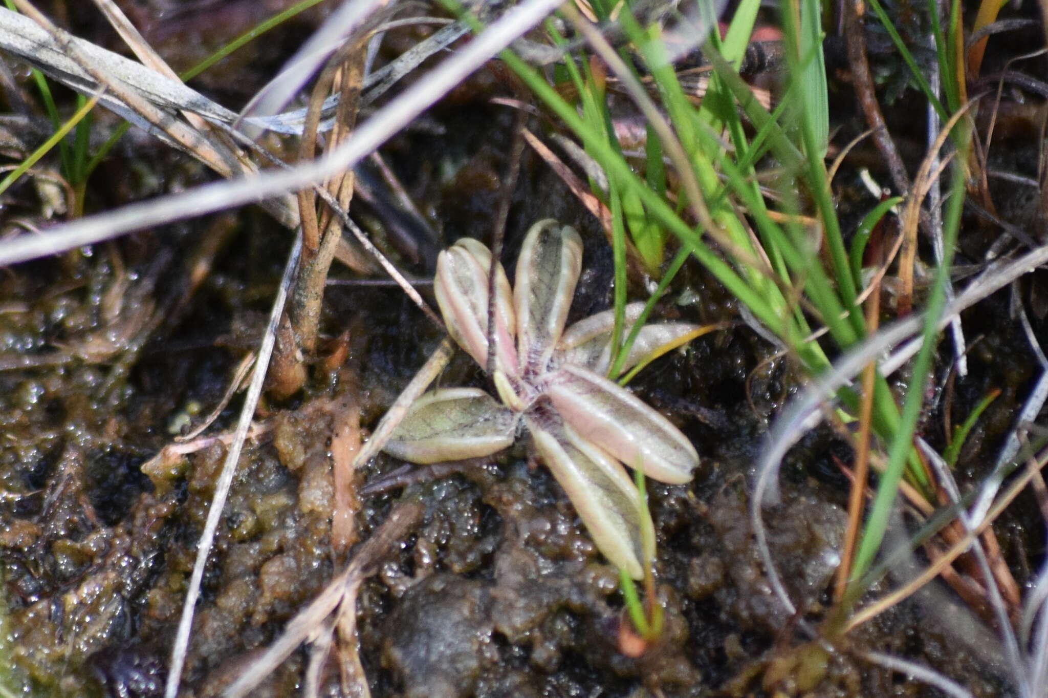 Image of Pinguicula lusitanica L.