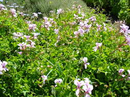 Image of Peltated Geranium