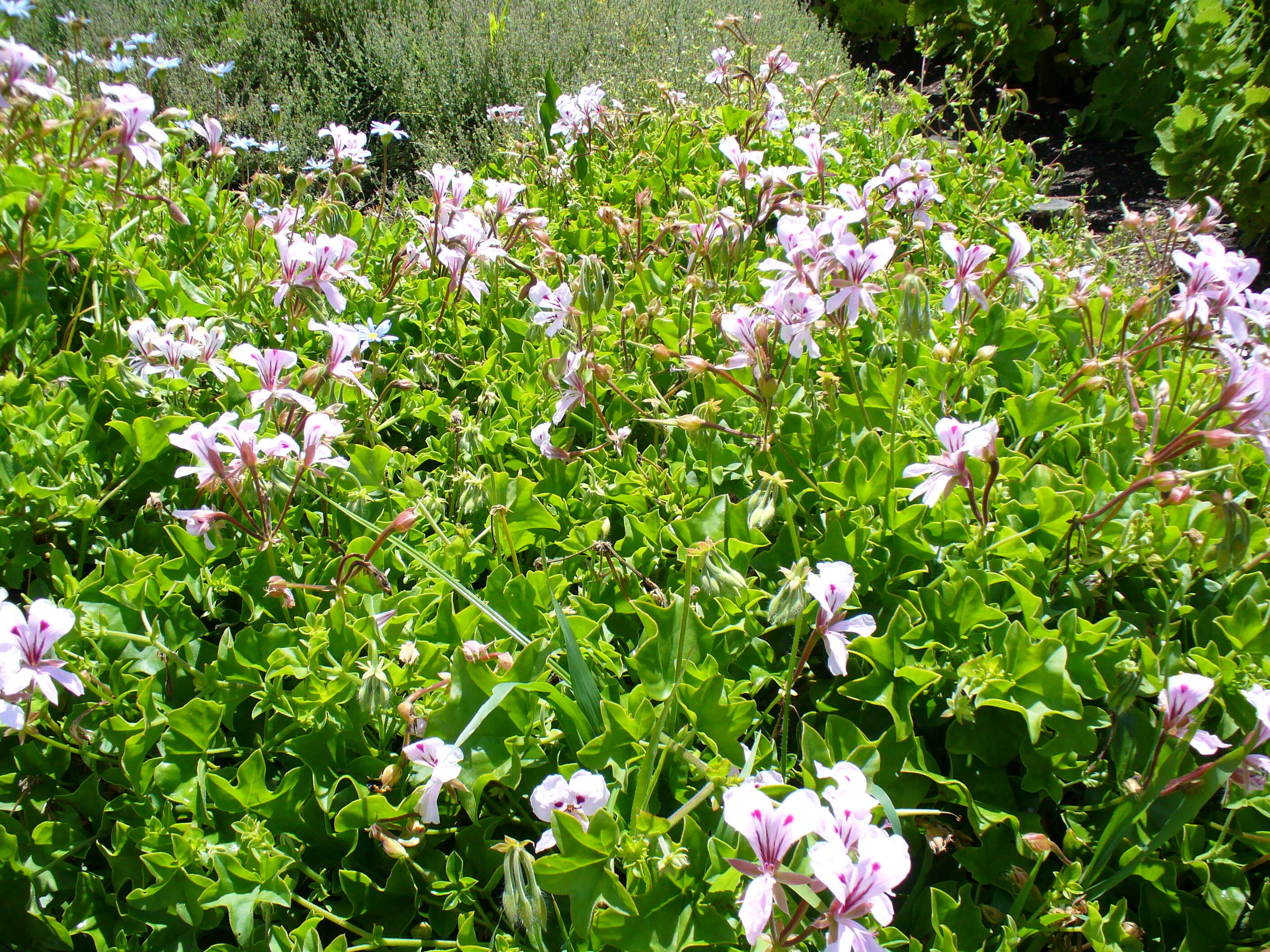 Imagem de Pelargonium peltatum (L.) L'Her.