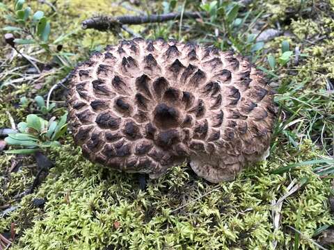 Image of Scaly tooth