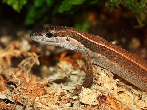 Image of Asian Grass Lizard