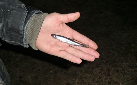 Image of European Smelt