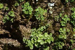 Imagem de Sullivantia hapemanii var. purpusii (Brandeg.) D. E. Soltis