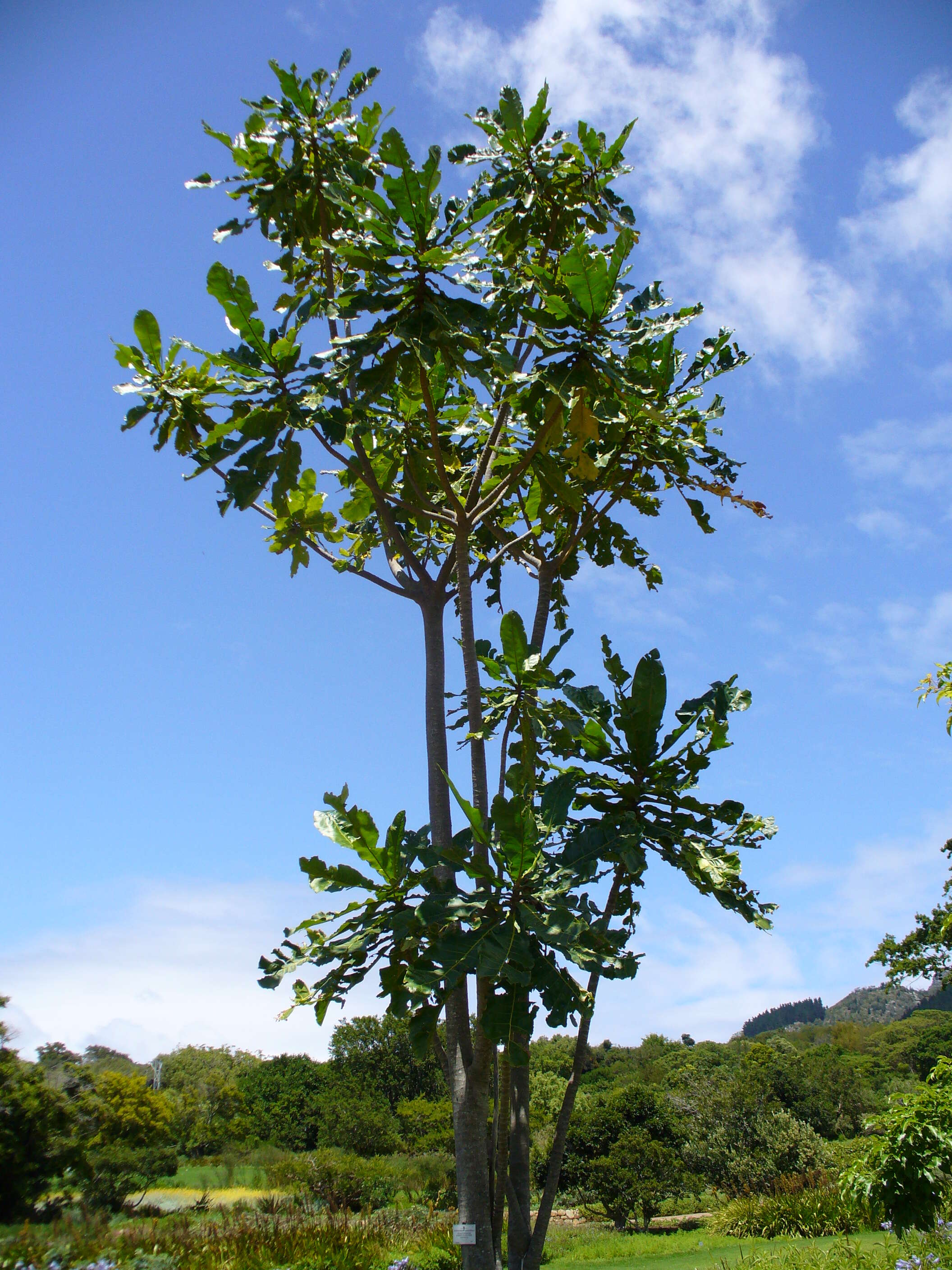 Image de Anthocleista grandiflora Gilg