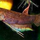 Betta dimidiata Roberts 1989 resmi