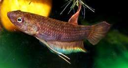 Betta dimidiata Roberts 1989 resmi