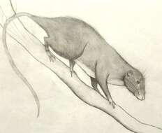 Image of Amazon Bamboo Rat