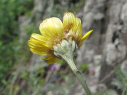 Image of Anthemis marschalliana Willd.
