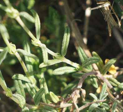 Image of Helianthemum apenninum (L.) Miller