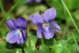 Image of sweet violet