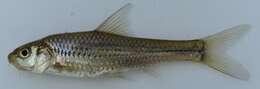 Image of Longbeard barb