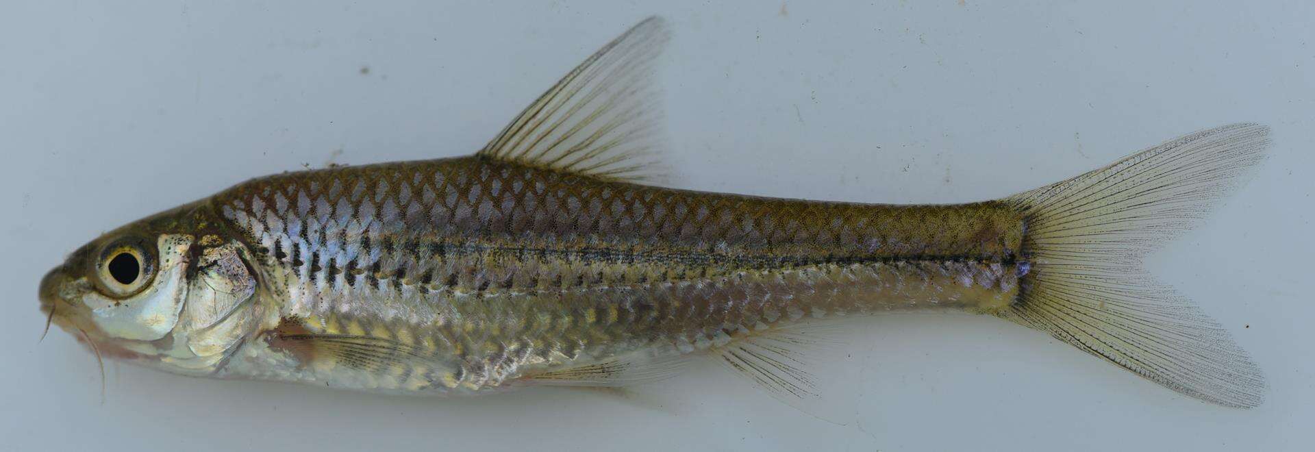 Image of Longbeard barb