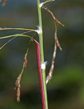 Image of Phragmites japonicus Steud.