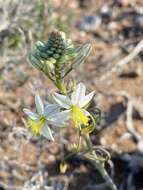 Image of Bulbine triebneri Dinter