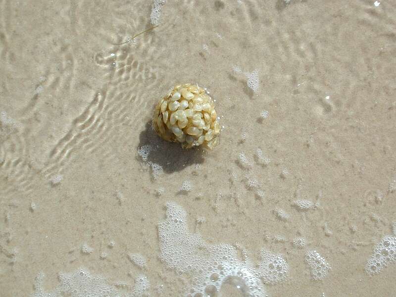 Image of Common whelk