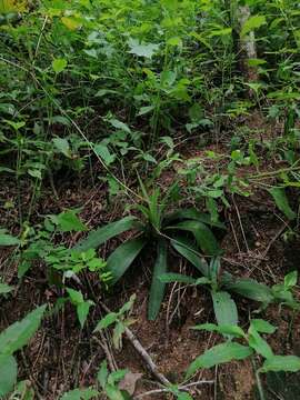 Image of Agave littoralis (García-Mend., A. Castañeda & S. Franco) Thiede & Eggli