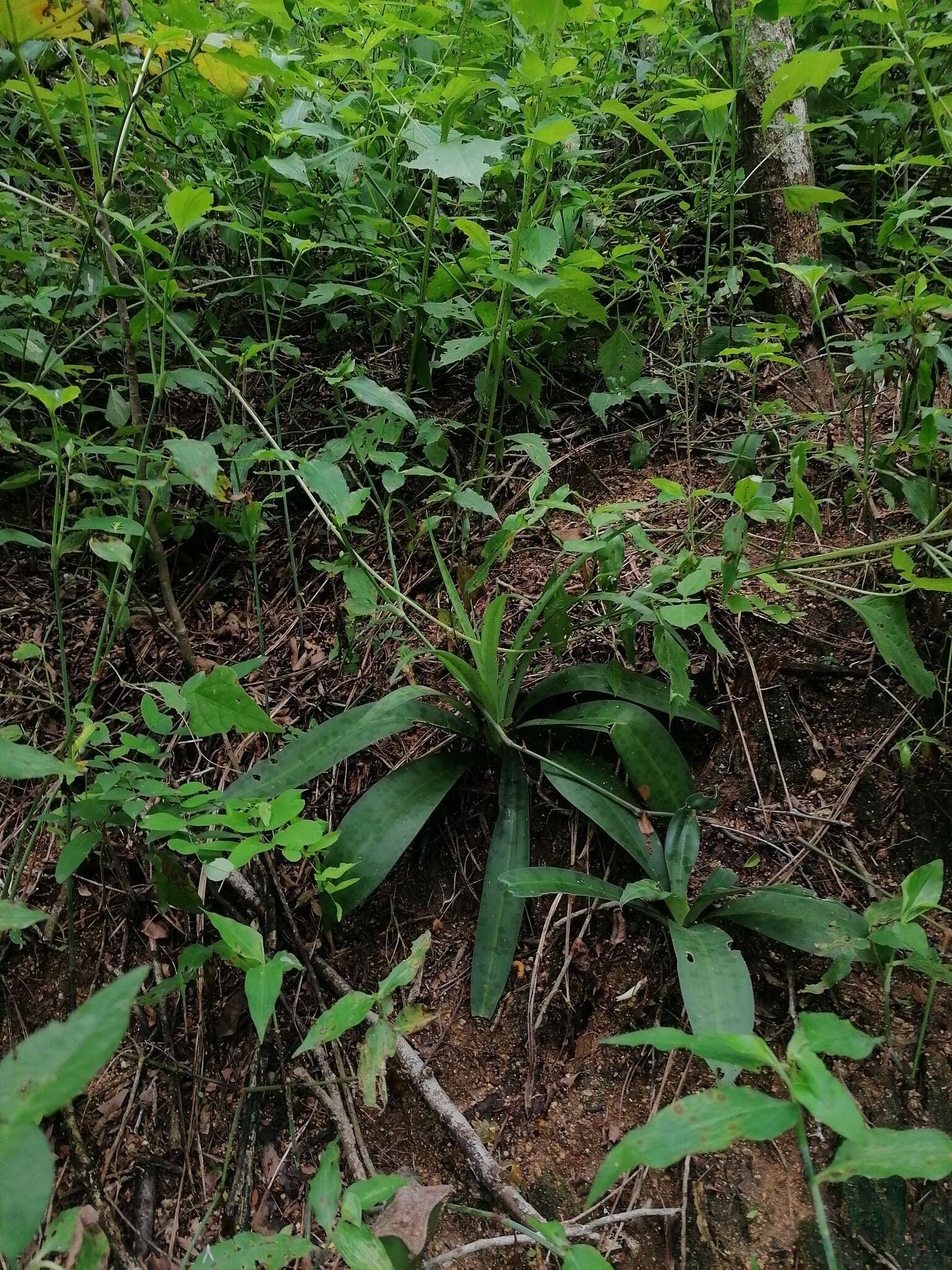 Agave littoralis (García-Mend., A. Castañeda & S. Franco) Thiede & Eggli resmi