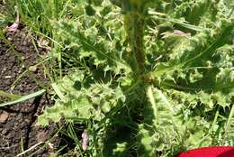 Image of Berkheya purpurea (DC.) Benth. & Hook. fil. ex Mast.