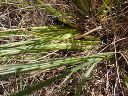 Image of Tough love-grass