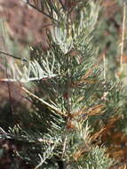 Image of Asparagus glaucus Kies