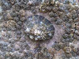 Image of Common limpet