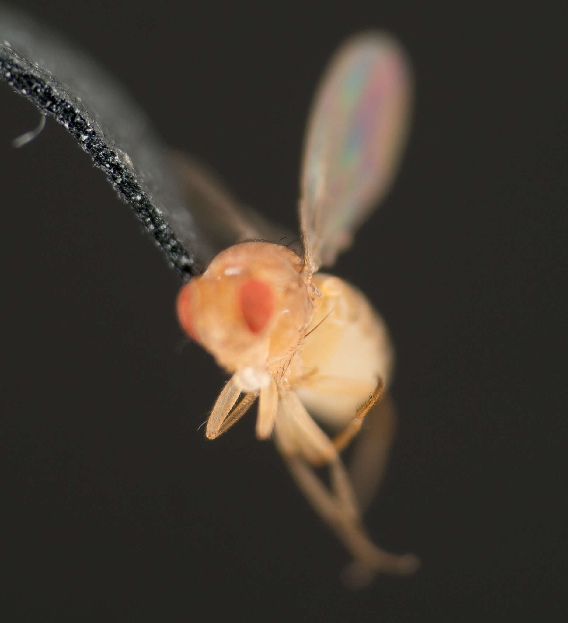 Image of fruit fly