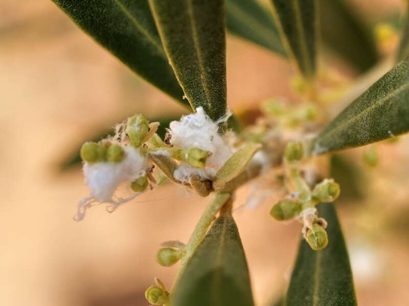 Image of olive tree