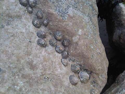 Image of Common limpet