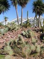 Image of Eastern Prickly Pear