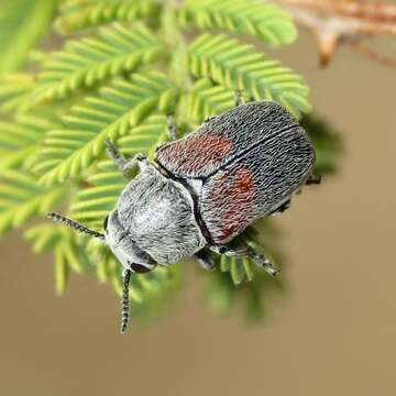 صورة Megalostomis (Pygidiocarina) subfasciata (J. L. Le Conte 1868)