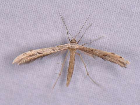 Image of Ragweed Plume Moth