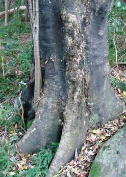 Image of Black Stinkwood