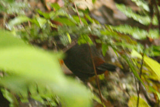 Image of Rufous-breasted Antthrush