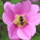 Image of Yellow-legged Wood Fly