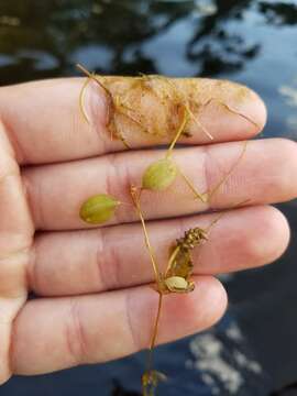 Image of Vasey's pondweed