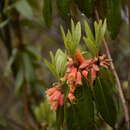 صورة Rhododendron keysii Nutt.