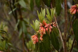 Image de Rhododendron keysii Nutt.