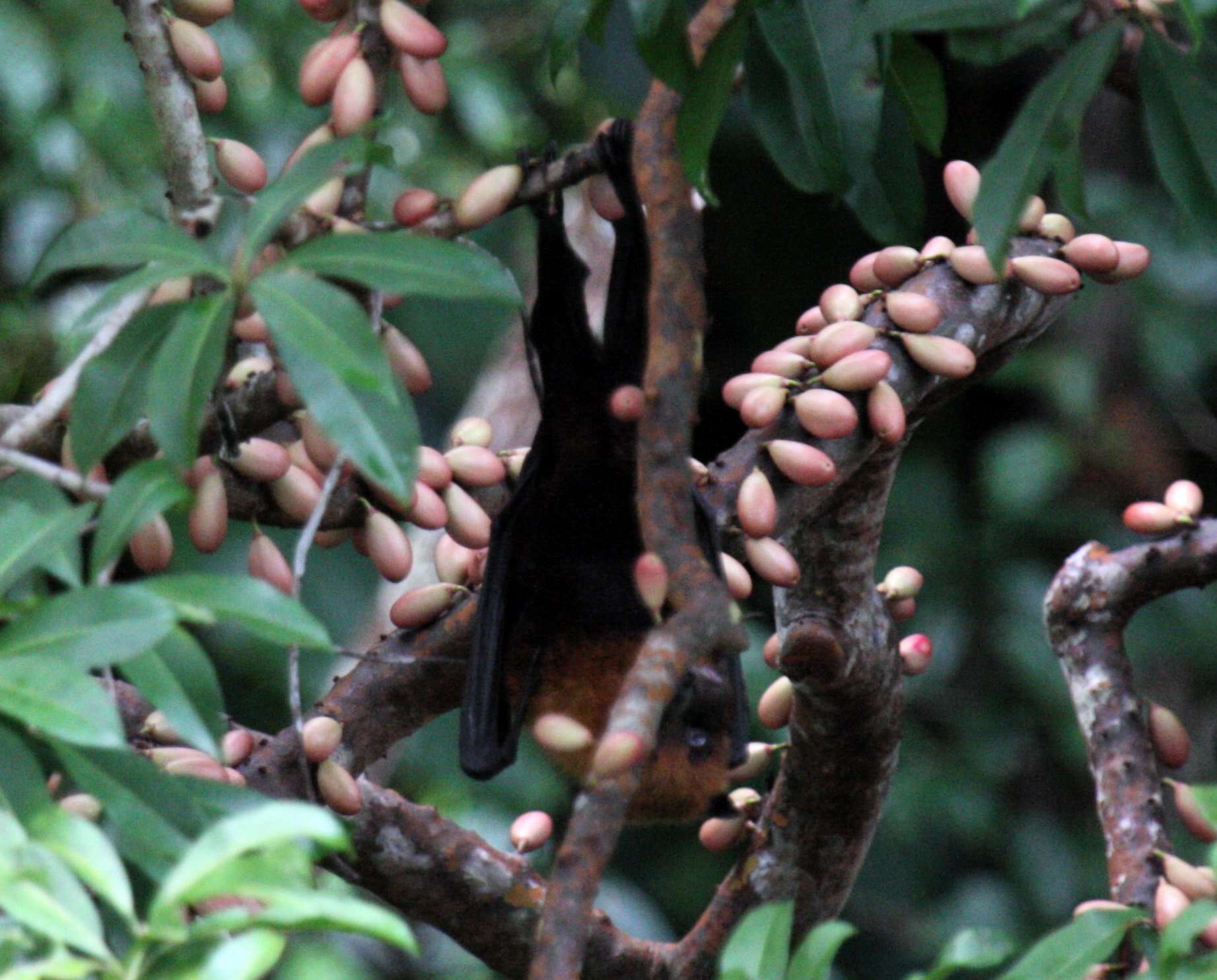 Pteropus chrysoproctus Temminck 1837的圖片