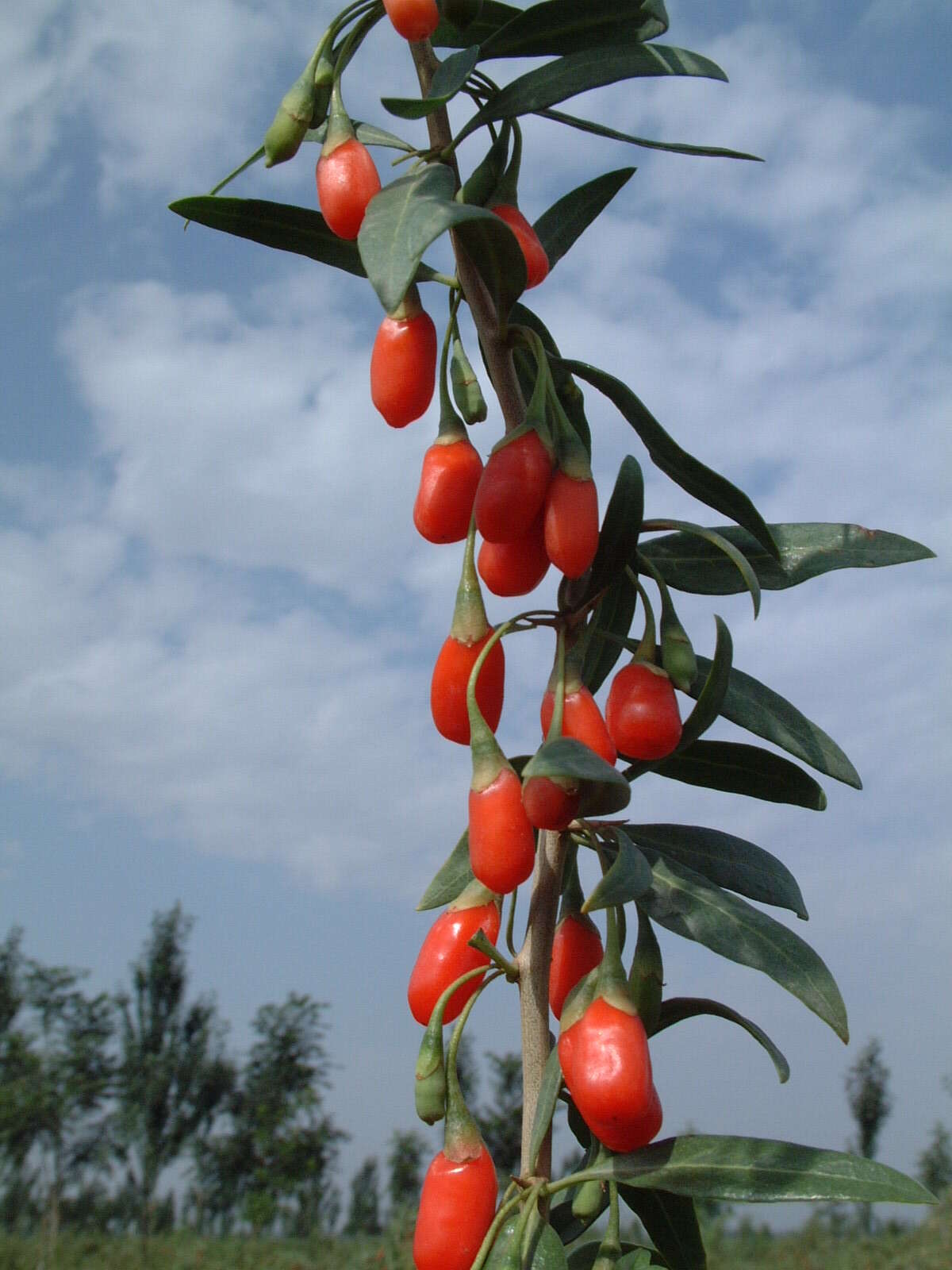 Image of matrimony vine