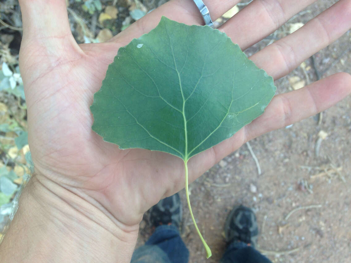 Image of Fremont cottonwood