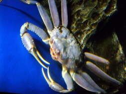 Image of Snow Crab