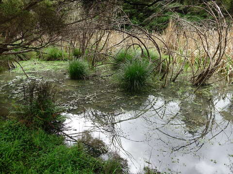 Image of Red Pondweed