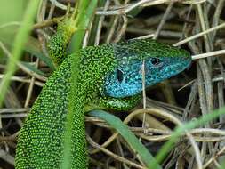 Image of Western Green Lizard