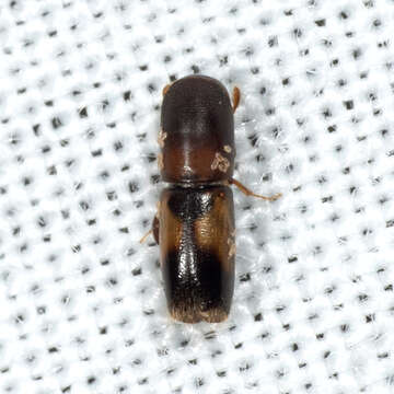 Image of Monarthrum fasciatum Wood & Bright 1992