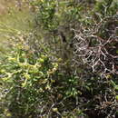 Sivun Mestoklema tuberosum (L.) N. E. Br. ex Glen kuva