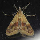 Image of Noctueliopsis bububattalis Hulst