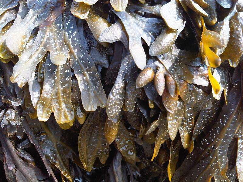 Image of Bladder Wrack