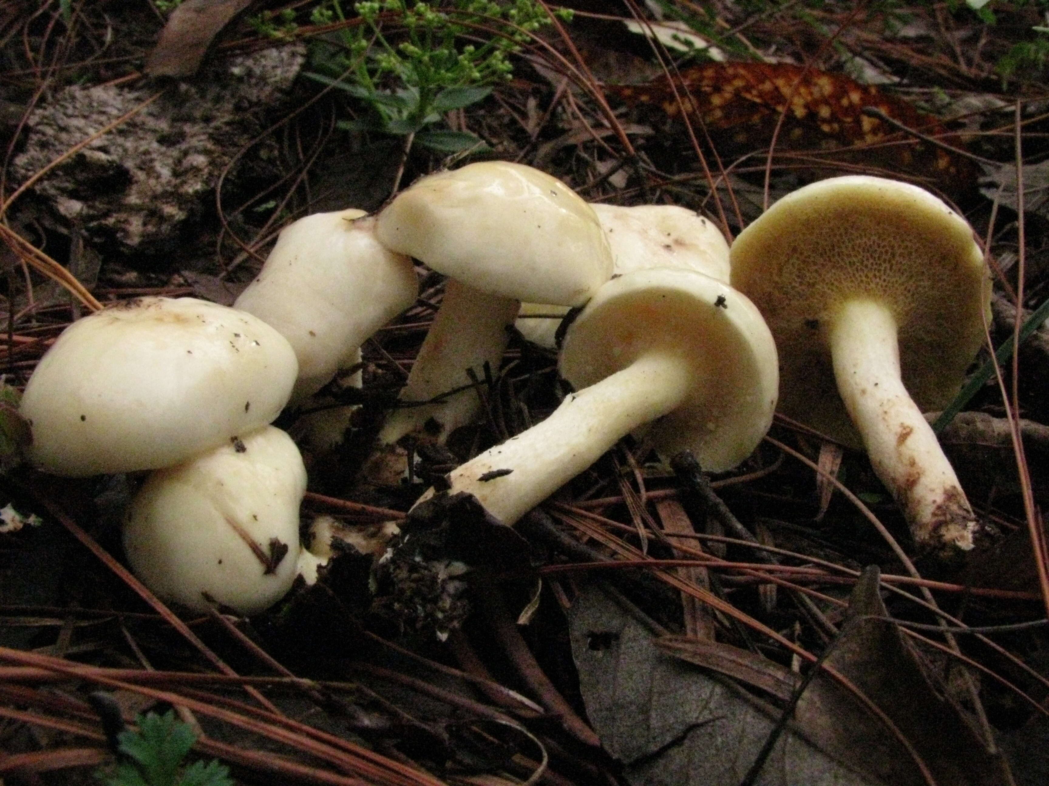 Image of Slippery white bolete