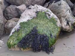 Image of Bladder Wrack