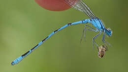 Image of Alkali Bluet